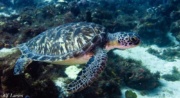 Canopée Bleue