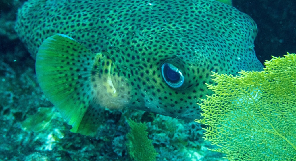 Canopée Bleue