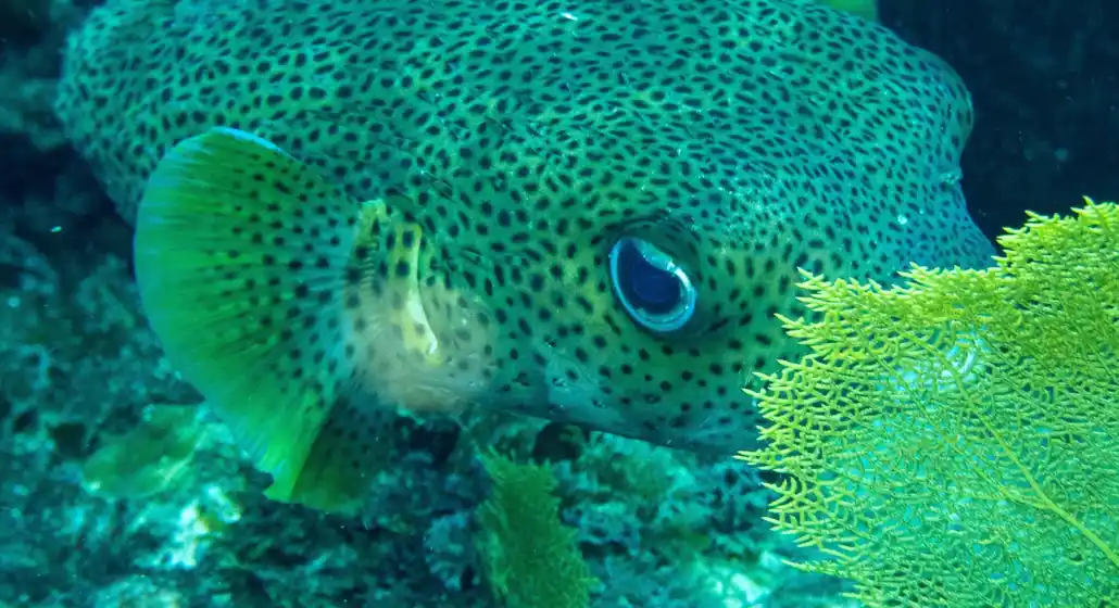 Canopée Bleue