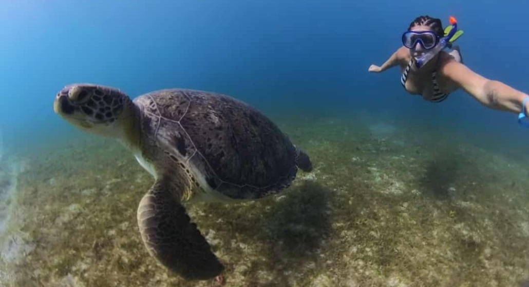 Baignade avec les tortues